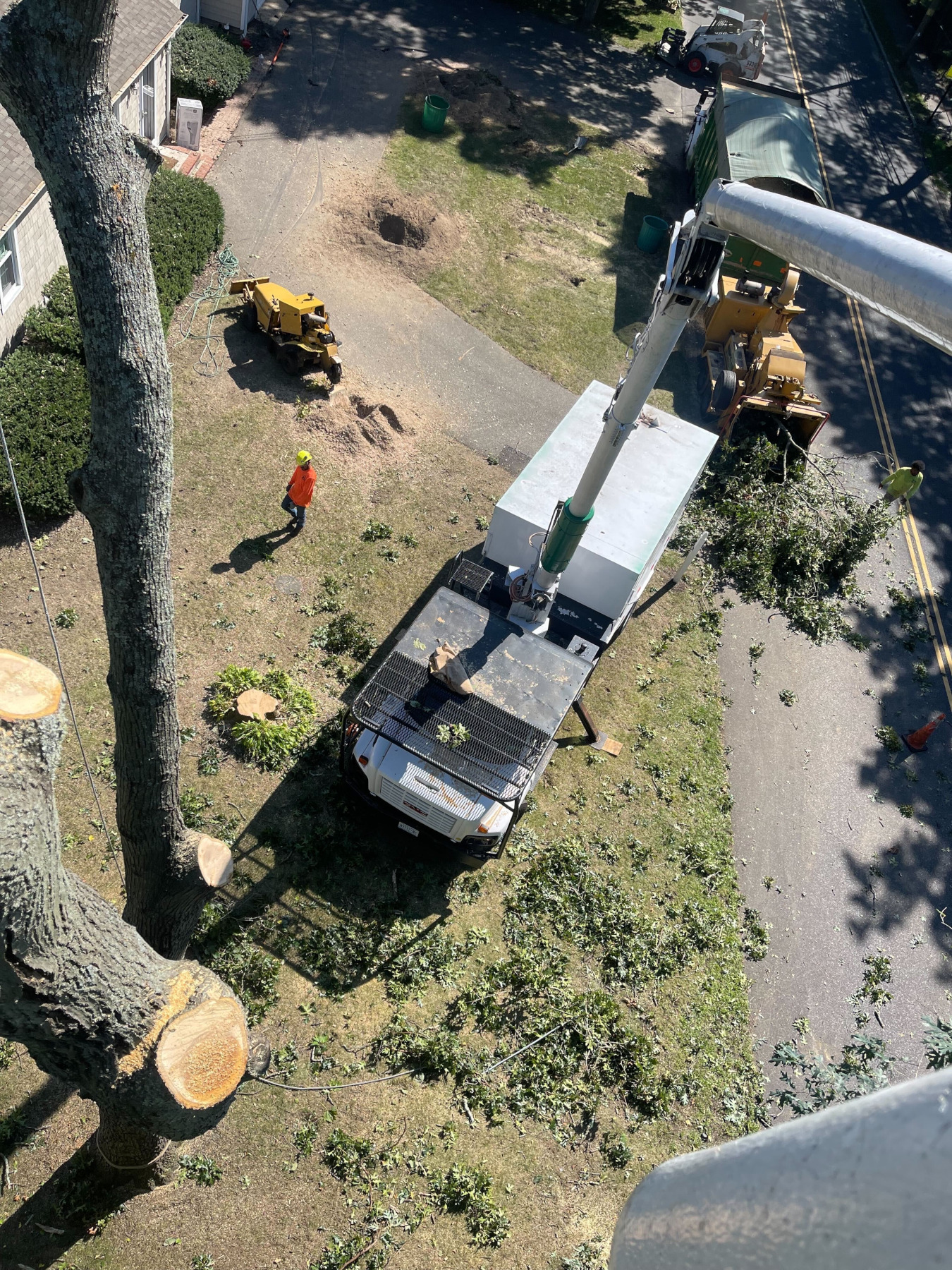 Tree Removal – Tree Ease